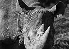 1 Rhino